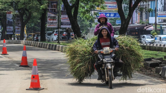 Aksi berbahaya dilakukan pengendara ini dengan membonceng pada motor yang penuh rumput. Namun pengendara dan pembonceng terlihat santai saja.