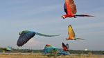 Seru! Begini Caranya Melatih Burung Macaw