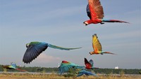 Macaw merupakan burung yang memiliki habitat alami di hutan-hutan di wilayah Amerika bagian Utara (Meksiko), Amerika Selatan dan Karibia.