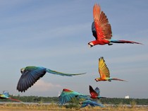 Studi: Burung Bisa Lebih Cerewet Setelah Gerhana Matahari Total