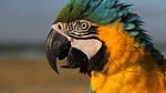 Seru! Begini Caranya Melatih Burung Macaw