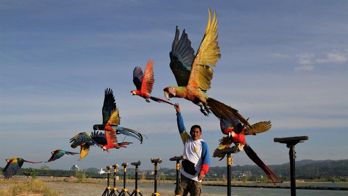 KOMUNITAS FREE FLY BURUNG MACAW Burung macaw dijemur pemiliknya saat dilatih di sekitar Teluk Kendari, Kendari, Sulawesi Tenggara, Kamis (15/4/2021). Macaw merupakan burung yang memiliki habitat alami di hutan-hutan di wilayah Amerika bagian Utara (Meksiko), Amerika Selatan dan Karibia. ANTARA FOTO/Jojon/aww.