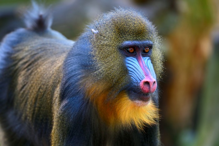 Mandrill atau monyet dukun (mandrillus sphinx)