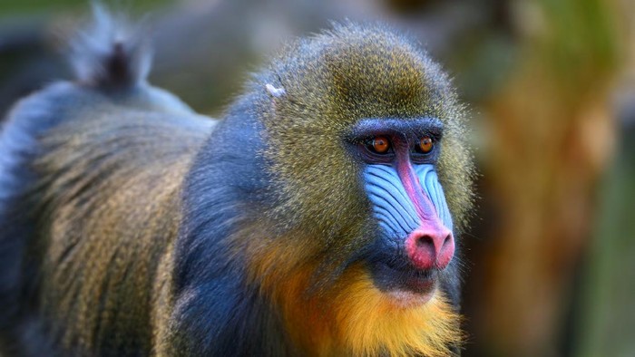 Mandrill atau monyet dukun (mandrillus sphinx)