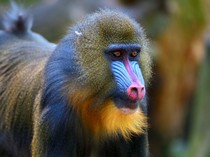 Reptil Bisa Berwarna-warni, Kenapa Mamalia Tidak?