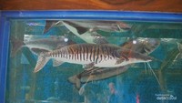 Koleksi ikan air tawar berukuran jumbo