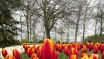 Cantiknya Keukenhof, Tetap Bersemi Meski Pandemi