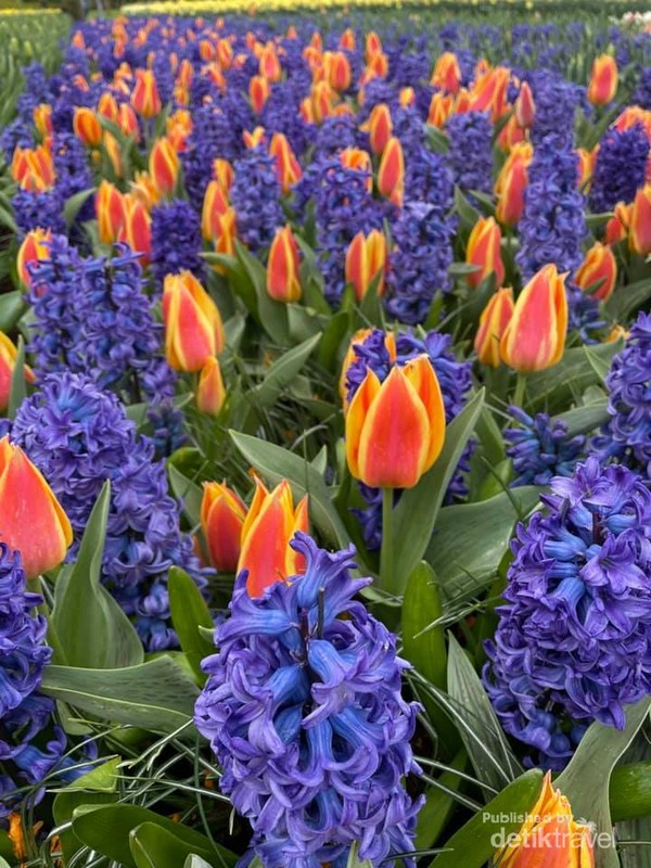 Perpaduan tulip dan hyacinth