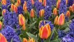 Cantiknya Keukenhof, Tetap Bersemi Meski Pandemi