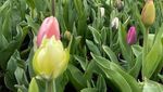 Cantiknya Keukenhof, Tetap Bersemi Meski Pandemi