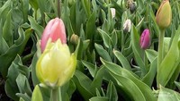 Aneka tulip