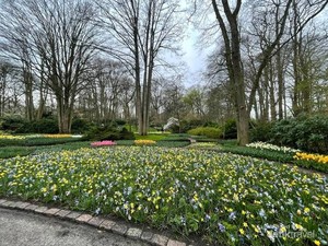 Cantiknya Keukenhof, Tetap Bersemi Meski Pandemi