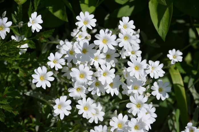 Tanaman Hias Felsensteinkraut (Alyssum saxatile)