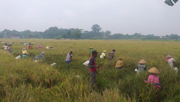 Warga memanen padi di tanah kas garapan Kades Tumpukan Kecamatan Karangdowo, Klaten.