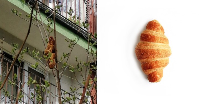 Bikin Heboh Warga! Benda Mencurigakan di Pohon Ini Ternyata Croissant