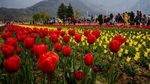 Cantiknya Bunga Tulip yang Bermekaran di India