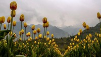 Taman ini adalah salah satu tempat terbaik untuk melihat bunga tulip. 