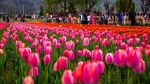 Cantiknya Bunga Tulip yang Bermekaran di India