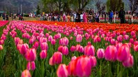 Taman tulip terbesar di Asia itu memiliki banyak varietas tulip.