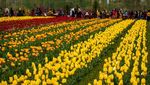 Cantiknya Bunga Tulip yang Bermekaran di India