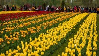 Luas taman tulip ini mencapai 12 hektar. 