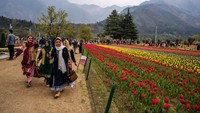 Tanaman tulip yang bermekaran ini sangat menarik hati para wisatawan lokal dan mancanegara.