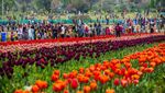 Cantiknya Bunga Tulip yang Bermekaran di India