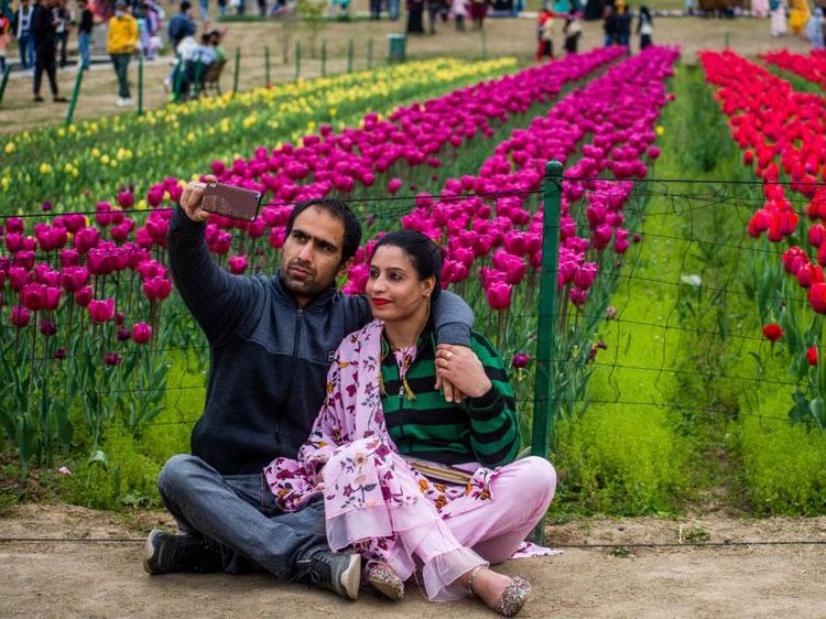 Cantiknya Bunga Tulip yang Bermekaran di India