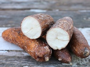 Singkong Diusulkan Dapat Pupuk Subsidi