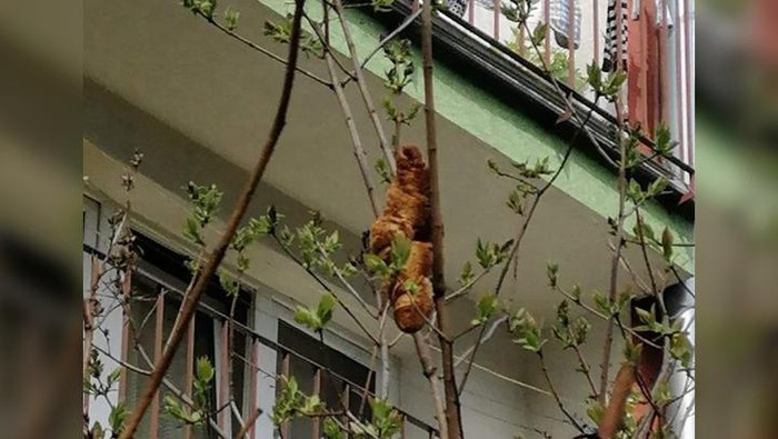 A croissant hangs from a tree outside a building in Krakow, Poland. KTOZ/Facebook