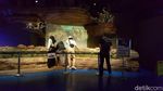 Foto: Ngabuburit di Jakarta Aquarium dan Safari