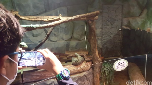 Berkeliling Jakarta Aquarium dan Safari kamu akan menemukan lebih 3.500 spesies satwa akuatik dan non akuatik yang menjadi koleksi. Berkeliling Jakarta Aquarium dan Safari kamu akan menemukan lebih 3.500 spesies satwa akuatik dan non akuatik yang menjadi koleksi.