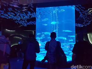Ngabuburit Asyik di Jakarta, Ngemal Sambil Lihat Ikan Saja