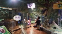 Jakarta Aquarium dan Safari (JAQS) menerapkan protokol kesehatan yang ketat untuk para pengunjung.