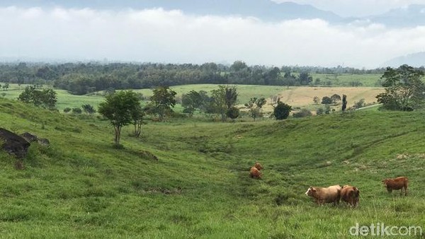 Padang Manggateh bisa ditempuh dengan perjalanan darat sekitar 3 jam-an dari Padang. Tapi kalau starting point-nya dimulai dari Kota Bukittinggi atau Payakumbuh, tentu lebih dekat lagi. Sapi-sapi bebas makan di sini. (Jeka Kampai/detikTravel) Padang Manggateh bisa ditempuh dengan perjalanan darat sekitar 3 jam-an dari Padang. Tapi kalau starting point-nya dimulai dari Kota Bukittinggi atau Payakumbuh, tentu lebih dekat lagi. Sapi-sapi bebas makan di sini. (Jeka Kampai/detikTravel)