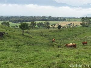 Foto: New Zealand ala Sumatera Barat
