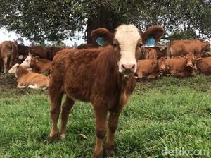 Krisis Sapi di Australia Bikin Ngenes, RI Aman Nggak?
