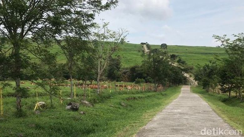 Padang Manggateh Padang rumput ala New Zealand