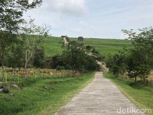 Sumbar Punya Padang Rumput Mirip New Zealand, Sudah Tahu?