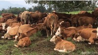 Sapi-sapi yang bebas berkeliaran di sepanjang padang rumput itulah yang membuat pemandangannya menjadi asyik. Keindahan rumput hijau bersatu dengan langit biru yang luas, ditemani sensasi udara sejuk di kaki Gunung Sago, benar-benar menjadikan lokasi ini tempat yang pas melepas penat. (Jeka Kampai/detikTravel)