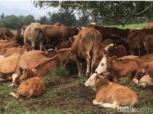 Sapi di Riau Kena Penyakit Kutil, Kementan Buka Suara