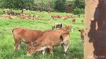 Foto: New Zealand ala Sumatera Barat