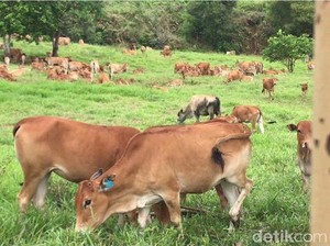 Rencana BUMN Beli Peternakan di Belgia Jadi Sorotan