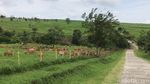 Foto: New Zealand ala Sumatera Barat