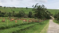 Peternakan ini merupakan peninggalan Pemerintah Hindia Belanda yang dibangun pada 1916. Padang Mengatas pernah menjadi peternakan terbesar di Asia Tenggara, sekaligus menjadi pusat pembelajaran peternakan dari negara tetangga. (Jeka Kampai/detikTravel)