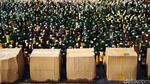 Alat Berat Gilas Barang Bukti Ribuan Botol Miras
