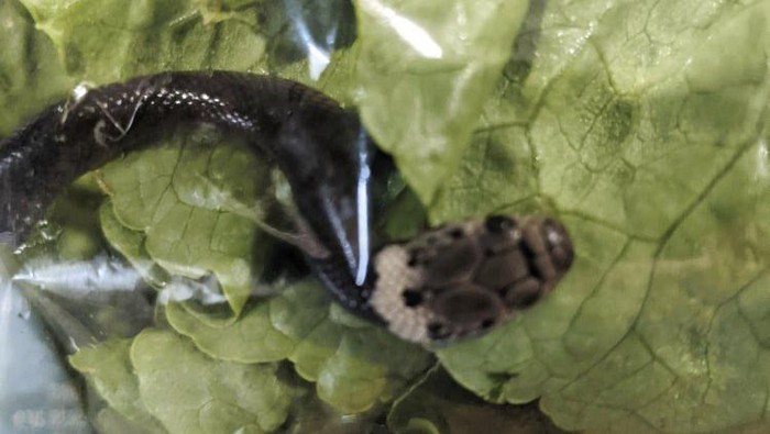 In this photo provided by Alex White, a Pale-headed snake is photographed in a bag of lettuce in Sydney, Monday, April 12, 2021. White thought he was watching a huge worm writhing in plastic-wrapped lettuce hed just brought home from a Sydney supermarket, until a snake tongue flicked. (Alex White via AP)