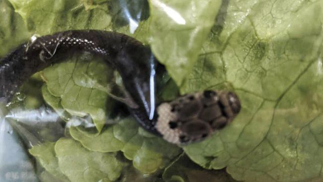 Aletta Okean uning ogziga smetani oldi