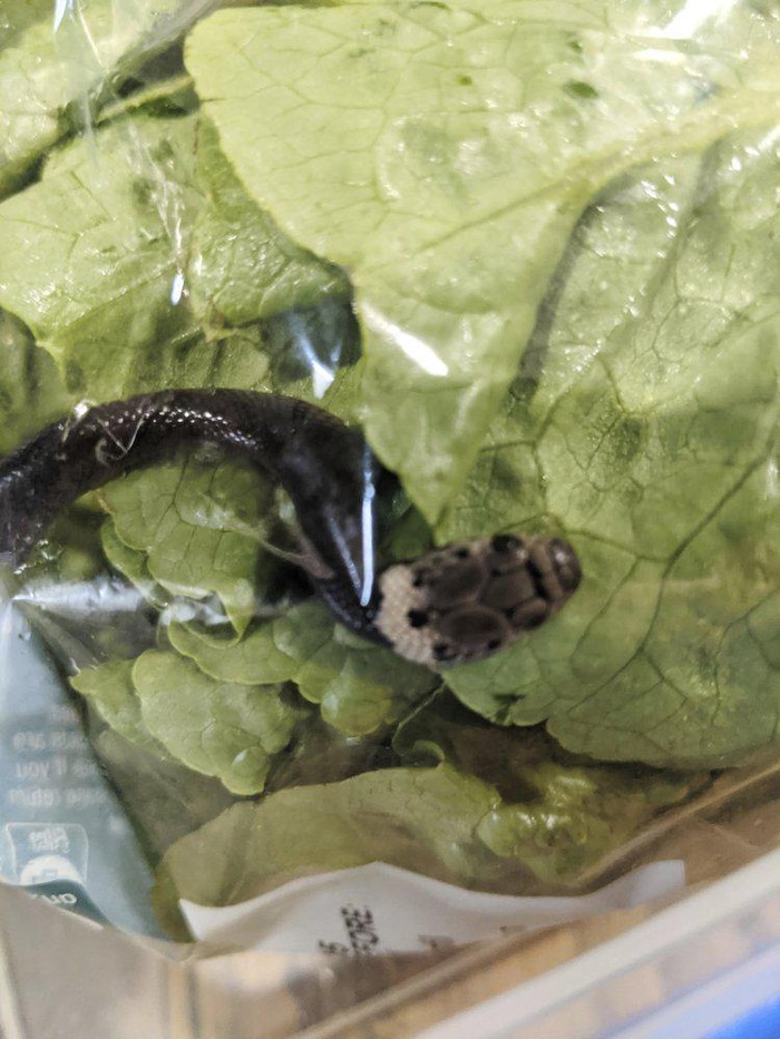 In this photo provided by Alex White, a Pale-headed snake is photographed in a bag of lettuce in Sydney, Monday, April 12, 2021. White thought he was watching a huge worm writhing in plastic-wrapped lettuce hed just brought home from a Sydney supermarket, until a snake tongue flicked. (Alex White via AP)