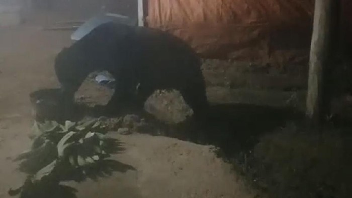 Dokumen dari tangkapan video viral